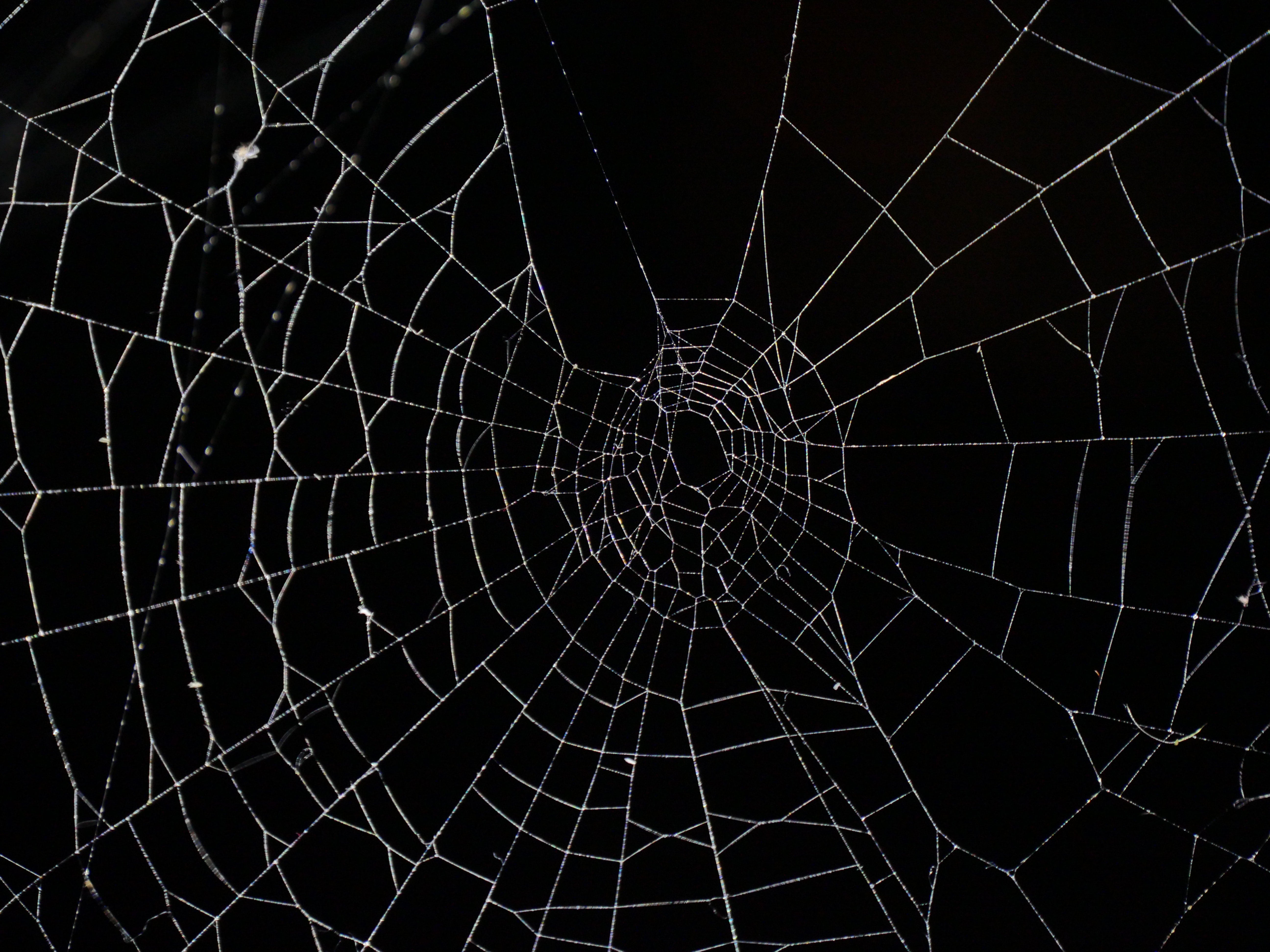 halloween spider web black white scary 