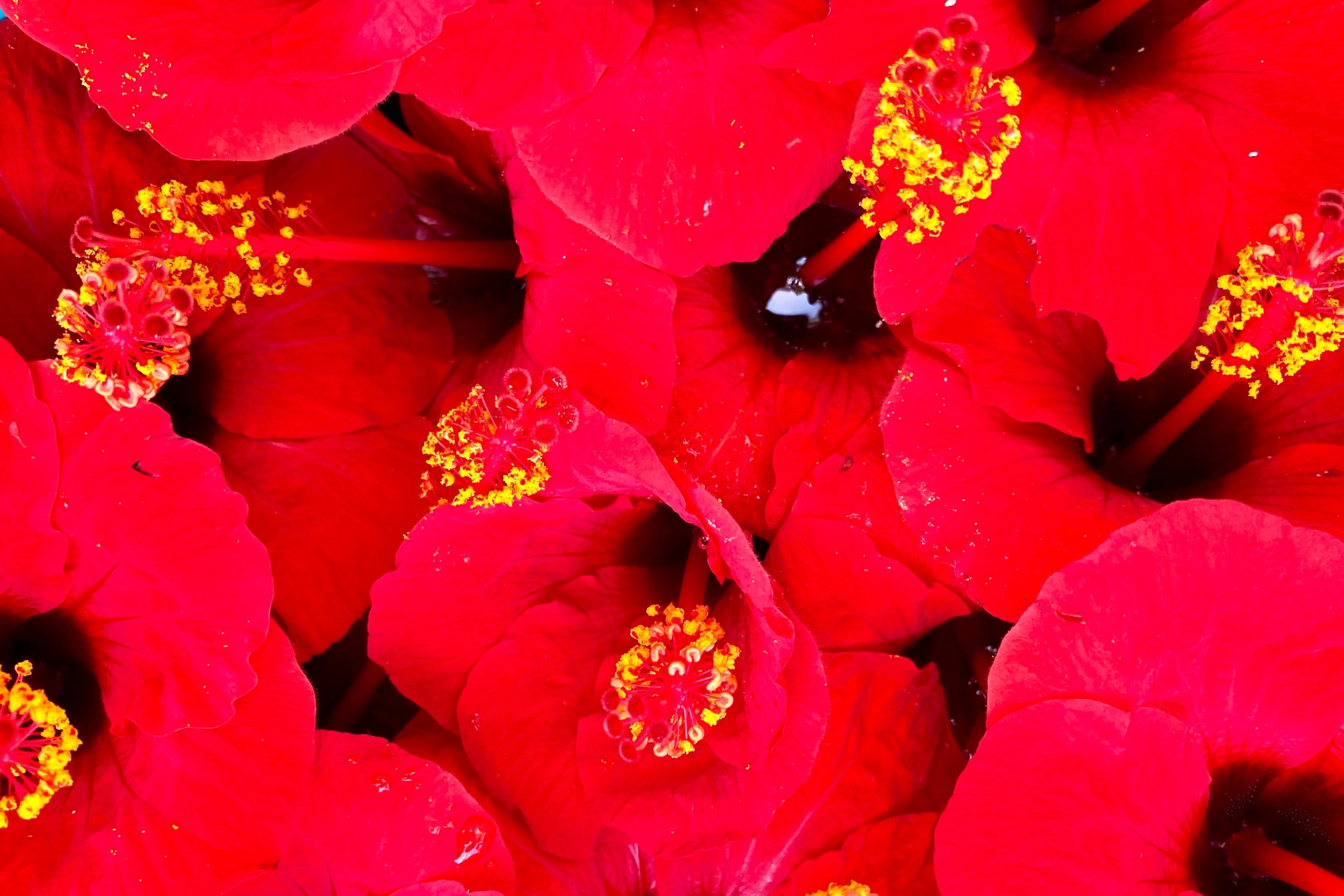 hibiscus red yellow flower green leaf hawaii luau